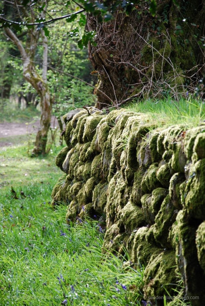 Dartmoor (Devon)