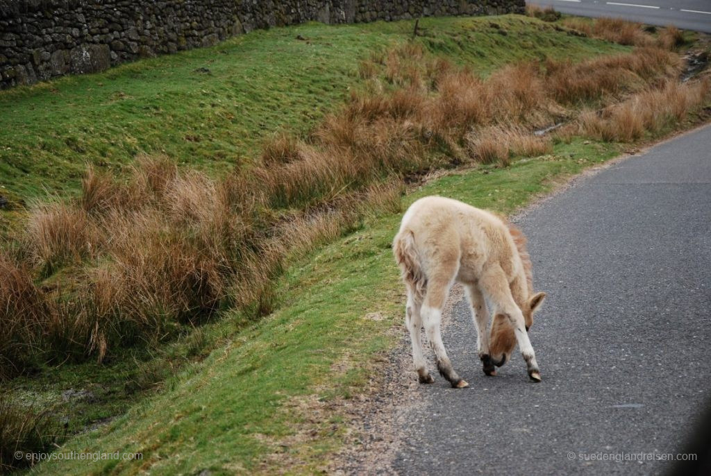 Be careful: A young Dartmoor pony on the road!