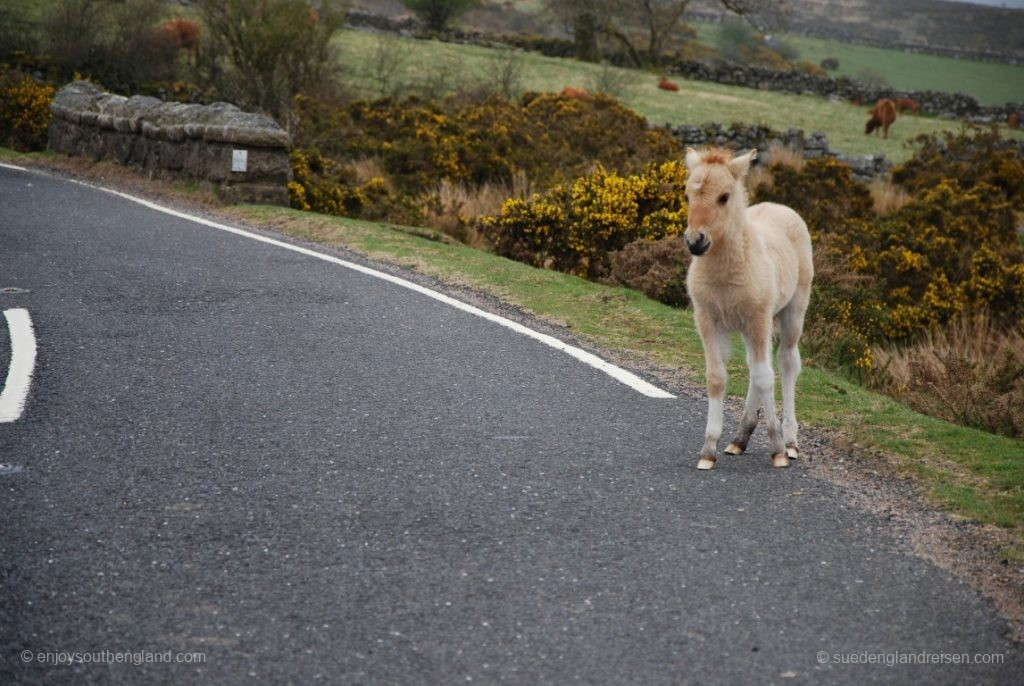 Ein Dartmoor-Pony am Strassenrand