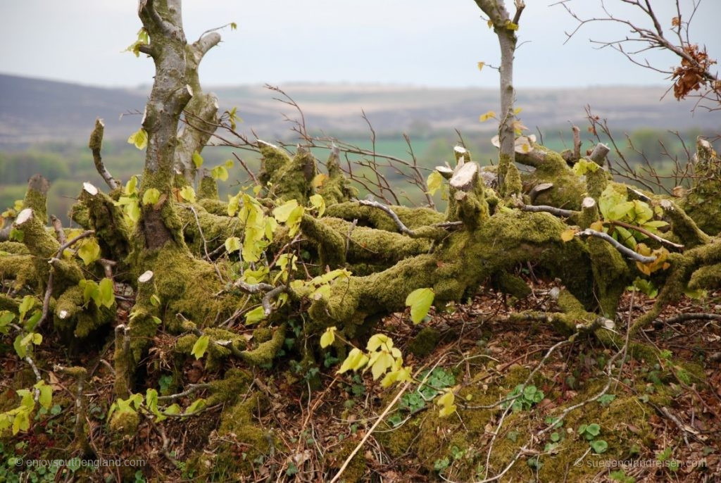 Hedge Laying - hier an einer ganz frischen Hecke gezeigt.