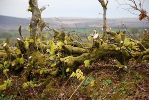 Hedge Laying - hier an einer ganz frischen Hecke gezeigt.