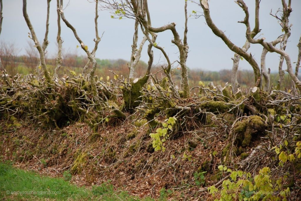 Hedge Laying - ein kleiner Teil der bisherigen Hecke bleibt stehen, der Rest niedergelegt.