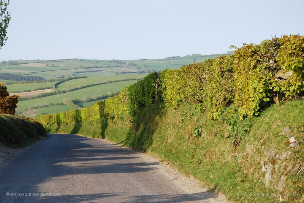 Typical hedgerows in Exmoor