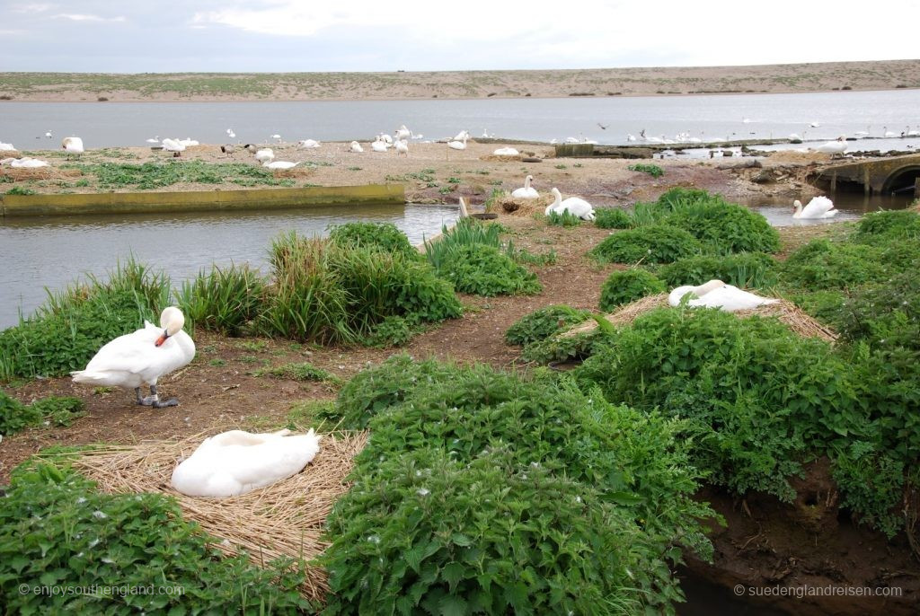 Die Schwäne der Swannery brüten mitten auf den Wegen zwischen den Besuchern