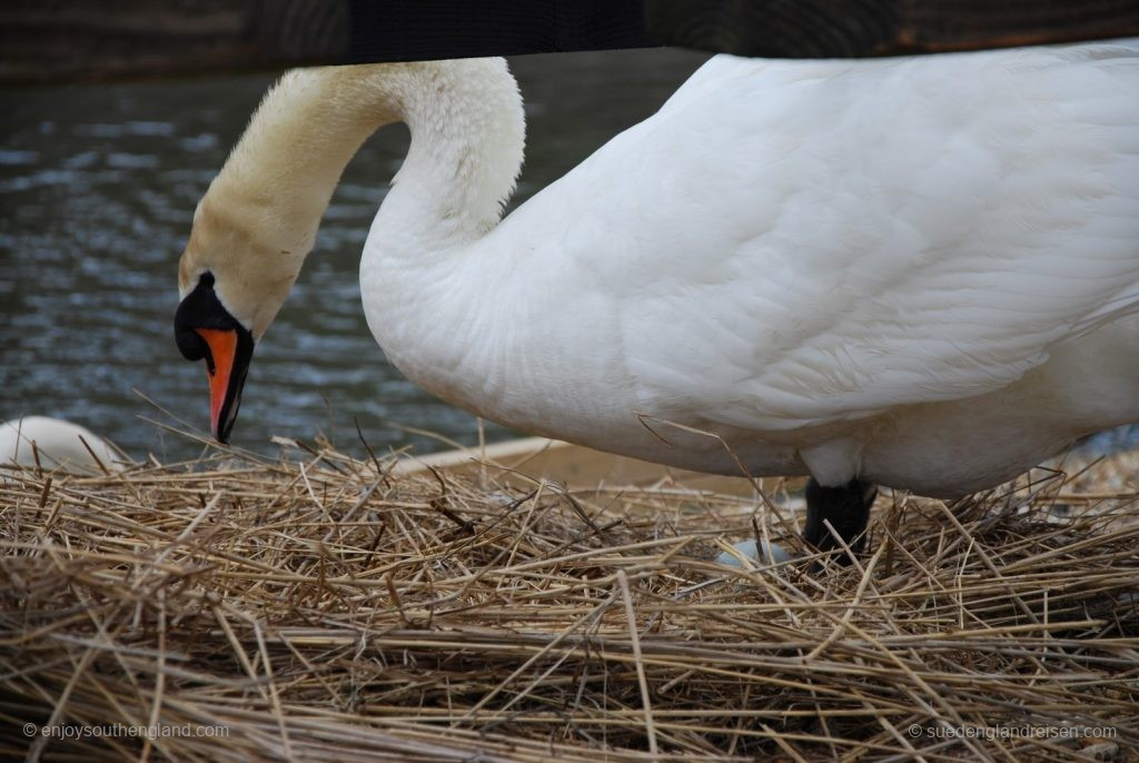 Brüten macht hungrig in der Abbotsbury Swannery