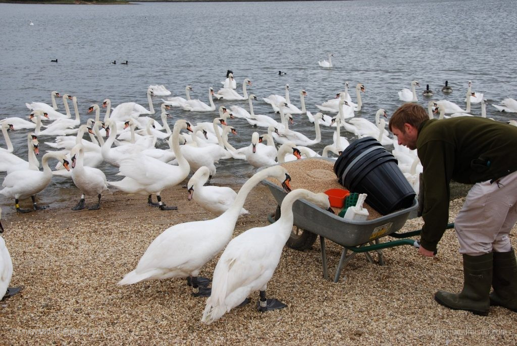 Und manche Schwäne der Abbotsbury Swannery sind eben ein weniger frecher als andere!