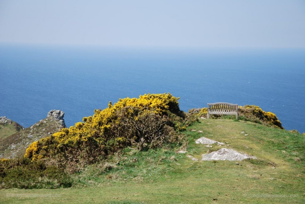 Strahlender Ginster mit Blick auf den Bristol Channel und ganz im Hintergrund Wales