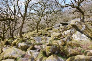 Whistman's Wood in Dartmoor, Devon, England