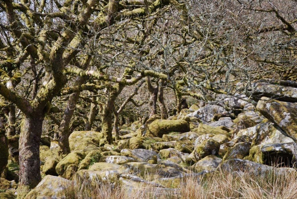 Whistman's Wood im Dartmoor