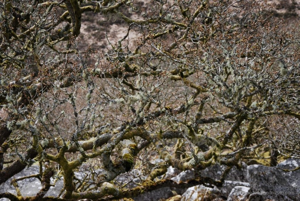 Wistman's Wood im Dartmoor