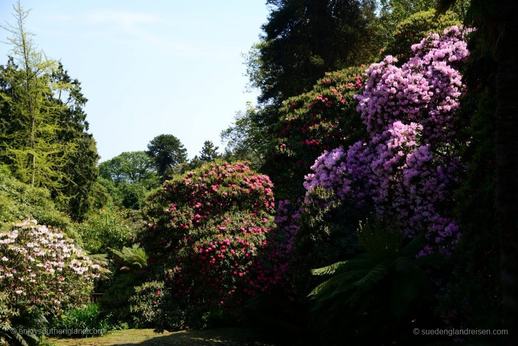 Die Rhododendren fühlen sich in den Lost Gardens of Heligan außerordentlich wohl