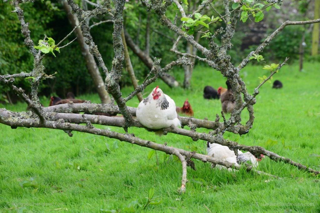 Auch das findet man in den Lost Gardens of Heligan (Cornwall): Eine komplette Landwirtschaft