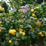 Was für eine Mischung: Üppige Rhododendren und beinahe erntereife Zitronen in den Lost Gardens of Helogan (Cornwall)