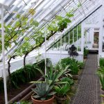 Gewächshaus ("Glass House") in den Lost Gardens of Heligan (Cornwall)