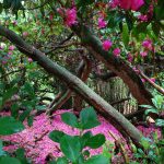 in den Lost Gardens of Heligan (Cornwall)