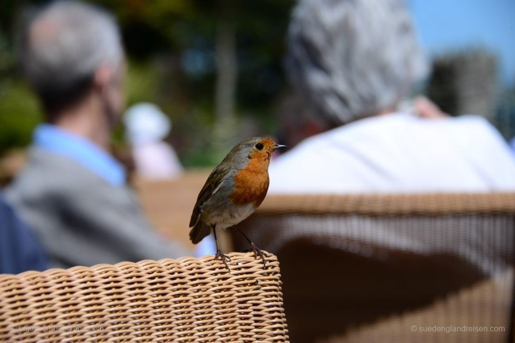 Gast beim Tee in Overbeck's Garden (Devon)