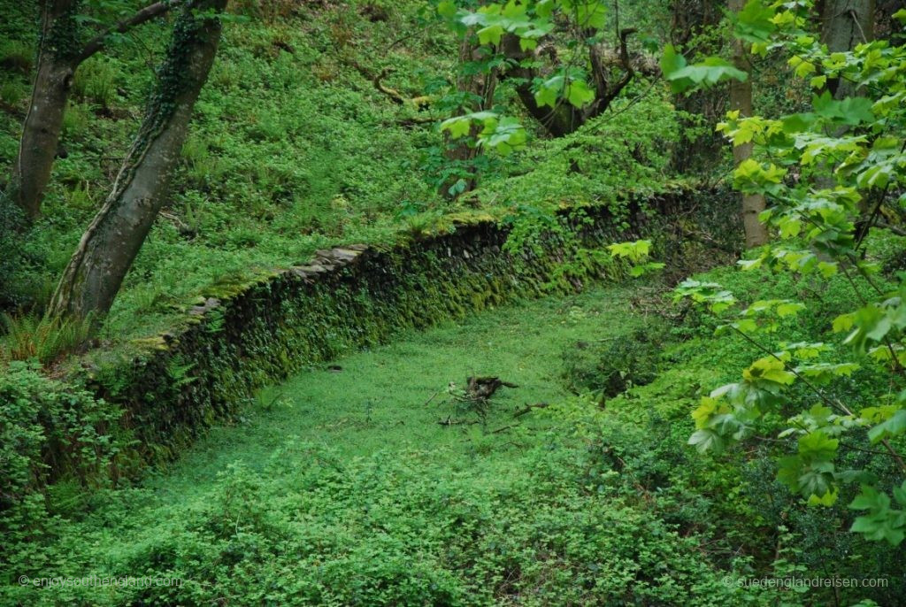 Dichtes Grün im Wald hinter Selworthy