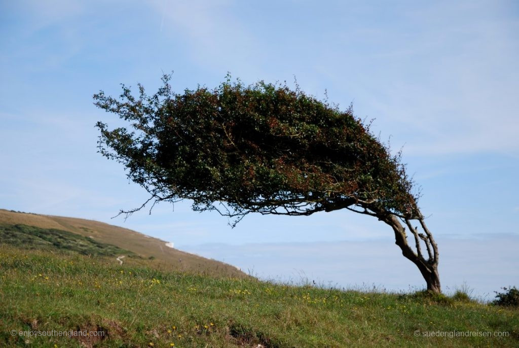 Seven Sisters (East Sussex) - there is a fairly strong and one-sided wind blowing