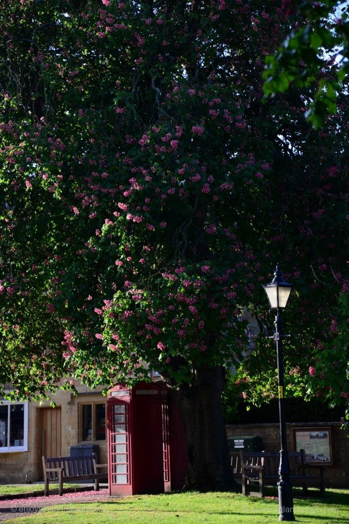 Der Frühling läßt die Kastanien in Broadway blühen - und untendrunter sonnt sich eine Telefonzelle