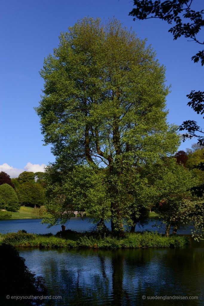 Mächtige Bäume in Stourhead Garden