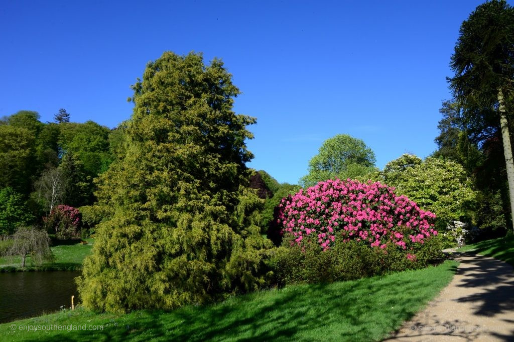 Stourhead Garden ist besonders prächtig im Frühling, wenn die mächtigen Rhododendren blühen