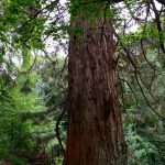 Mächtige Mammutbäume im Garten von Cawdor Castle