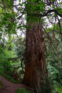 Mächtige Mammutbäume im Garten von Cawdor Castle
