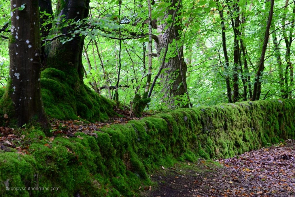 At the Linn of Tummel trail - deep green forests and much Moss