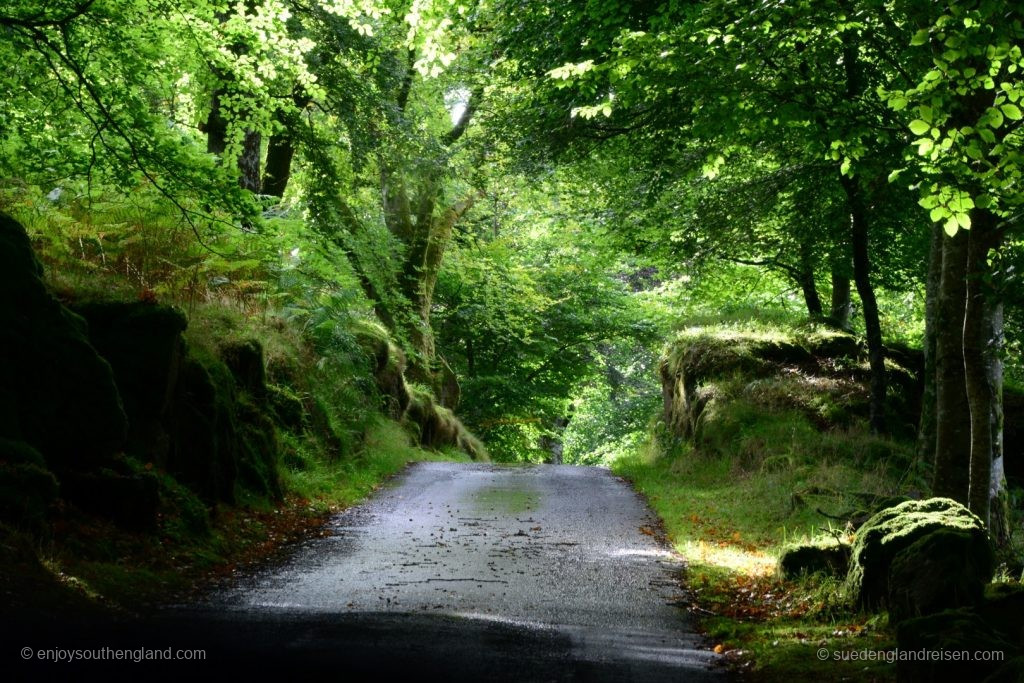 Allein diese Zufahrt zu Dummond Castle Gardens lohnt die Anfahrt