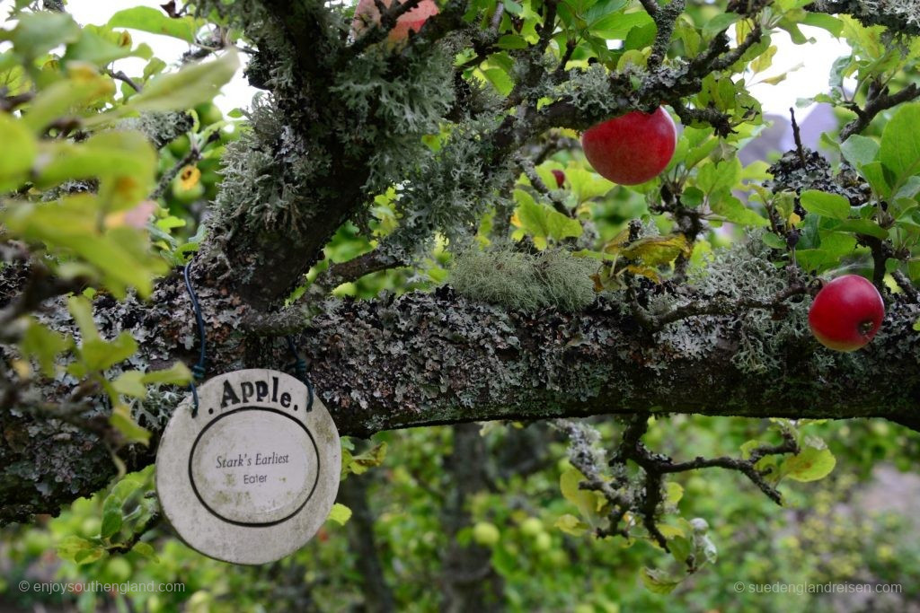 Priorwood garden in Melrose - ancient Apple trees