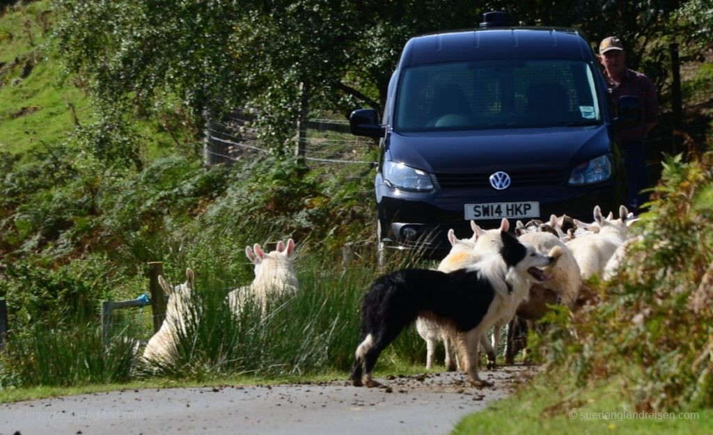 Small roadblock - the Sheep Dog doing his job!