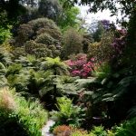 im Trebah Garden (Cornwall)