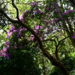 im Trebah Garden (Cornwall)