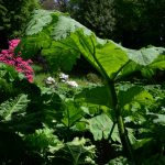 im Trebah Garden (Cornwall)