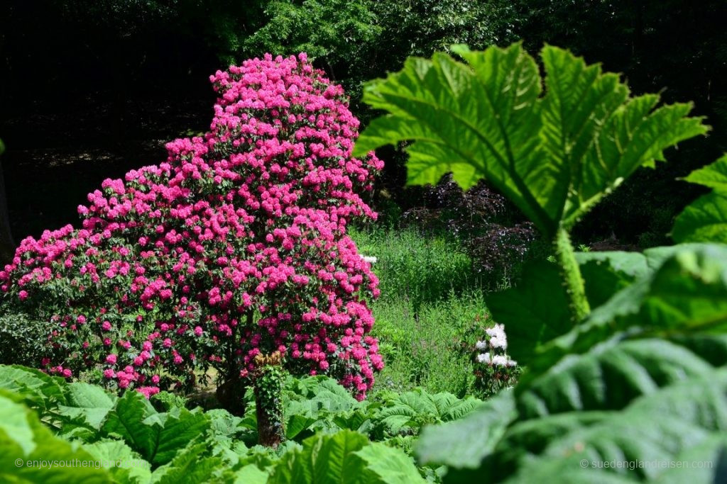 Einträchtig nebeneinander wachsen hier im Trebah Garden mächtige und herrlich blühende Rhododendren neben "Giant Rhubarb", also Riesen-Rhabarber (Gunnera manicata)