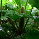 im Trebah Garden (Cornwall)