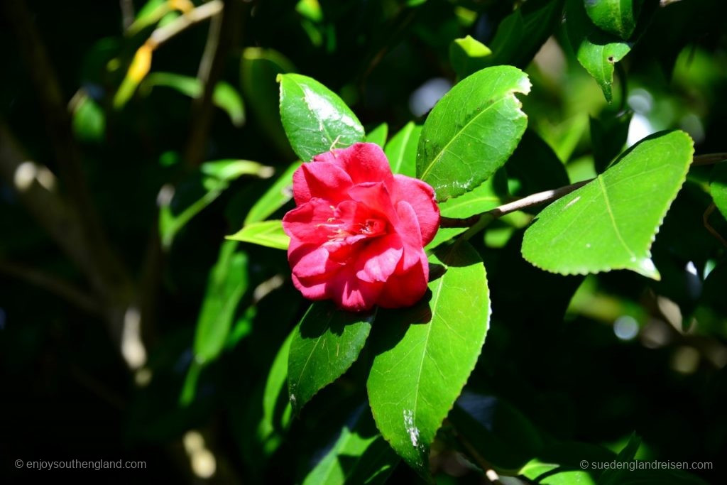 Blume im Trebah Garden (Cornwall)