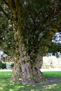 Ein mächtiger uralter Baum im Westbury Court Garden