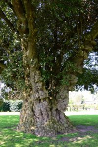 Ein mächtiger uralter Baum im Westbury Court Garden