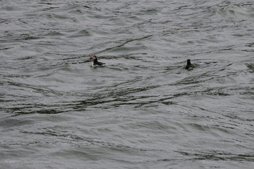 Bootsfahrt nach Puffin Island - hier mit den Namensgebern