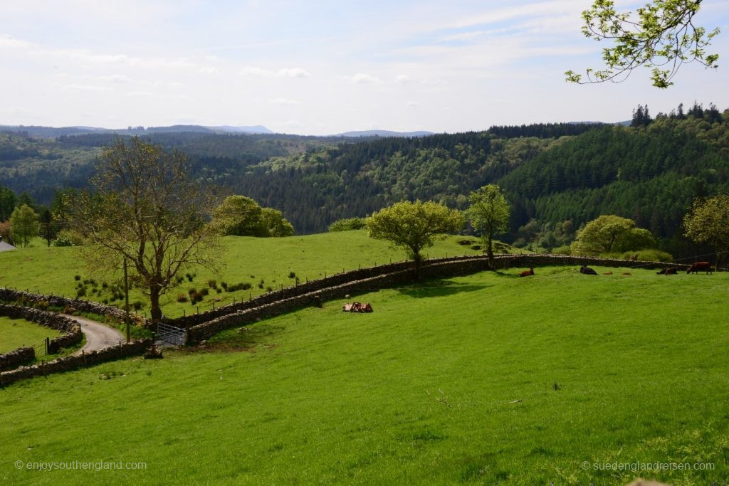 im Gwydir Forest
