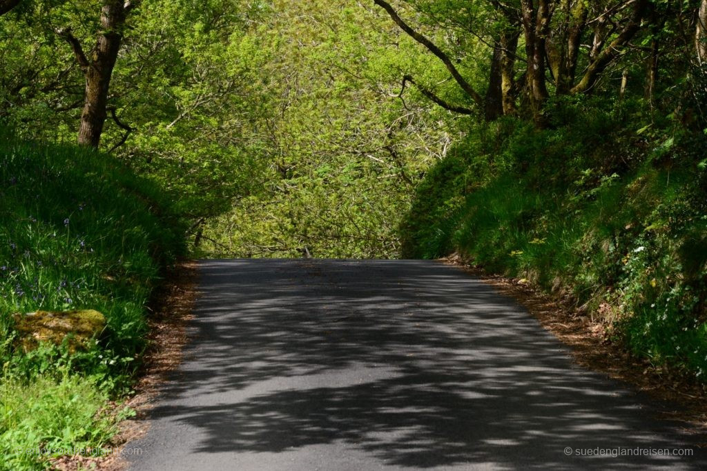 schmale Straßen im Gwydir Forest 