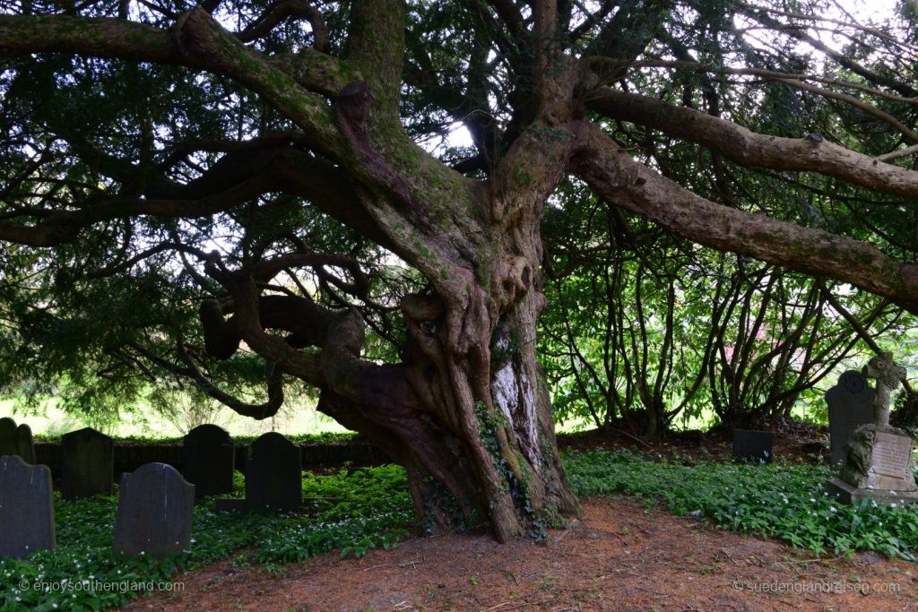 The Bleeding Yew Tree von Nevern