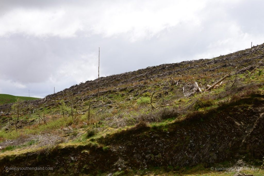 auch das ist Wales: Grossfläche Rodungen zur Nutzholzgewinnung