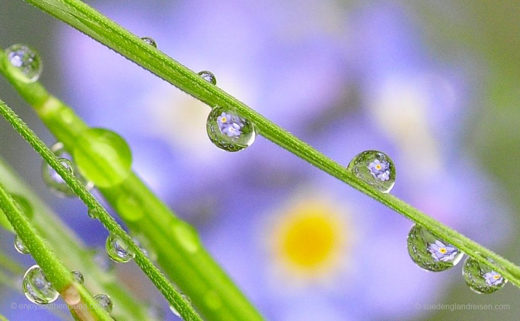 Detail einer Blumenaufnahme nach dem Regen