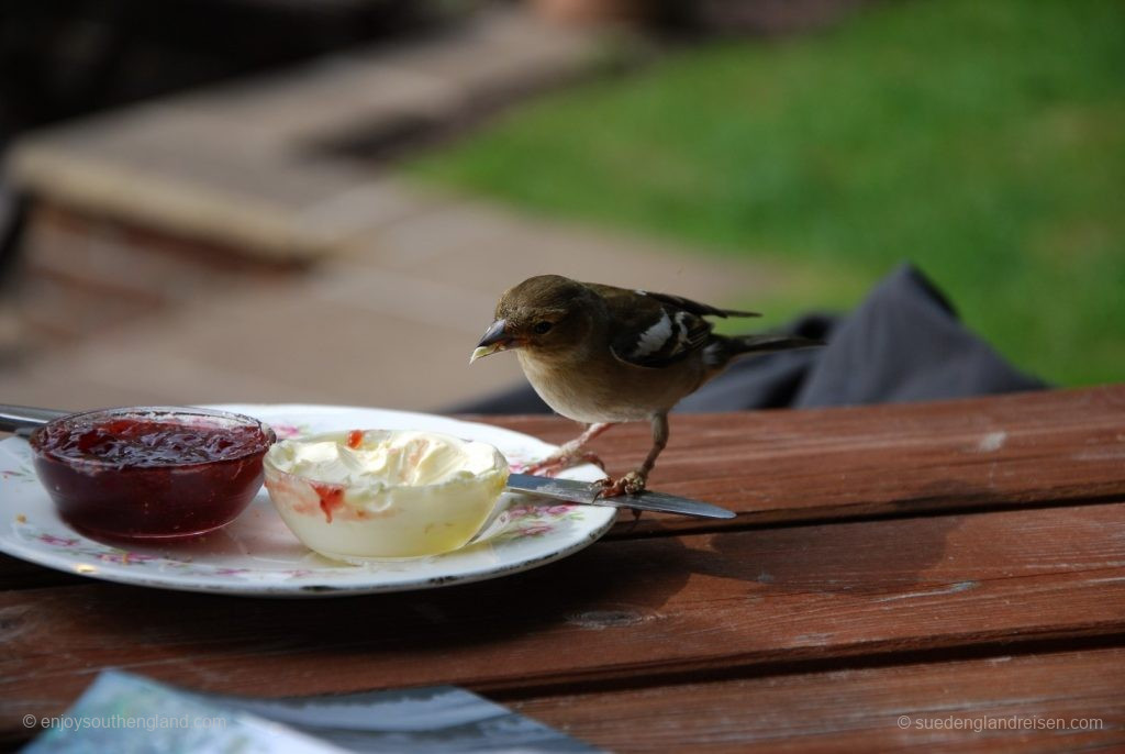 So groß die Portion von Clotted Cream auch sein mag - hier läßt man nichts zurückgehen!