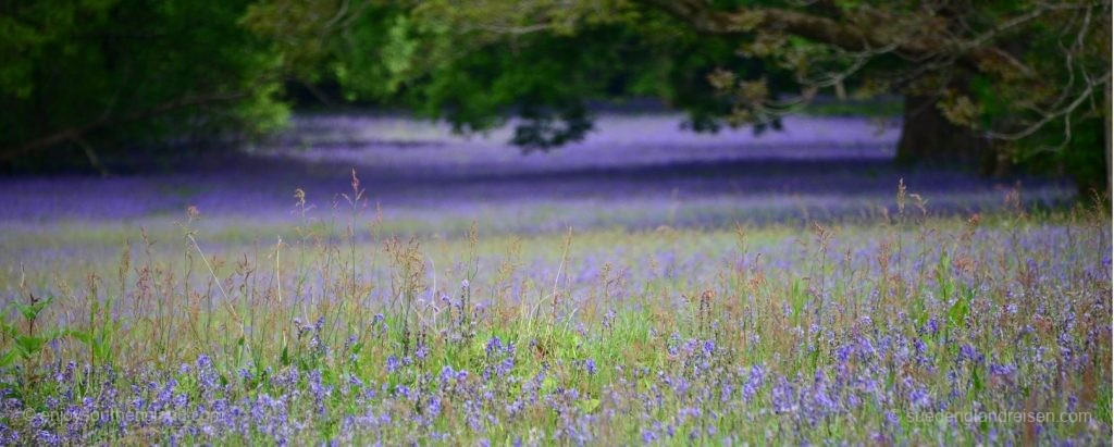 Bluebell-Feld in Enys Gardens