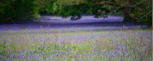 Bluebells-Feld in Enys Gardens